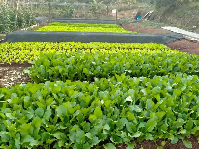 Kinh nghiệm thực tế khi trồng cải ngọt