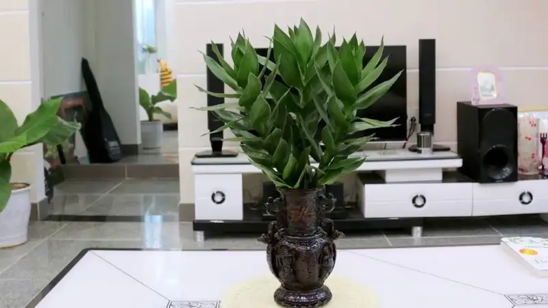 Ý nghĩa phong thủy của cây phát lộc