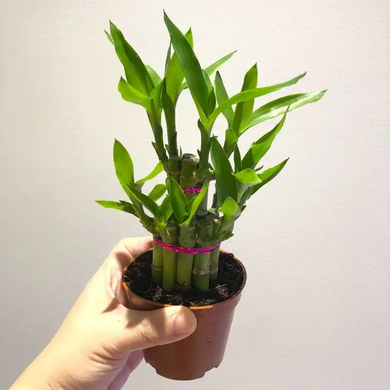 Chuẩn bị trước khi trồng cây phát lộc