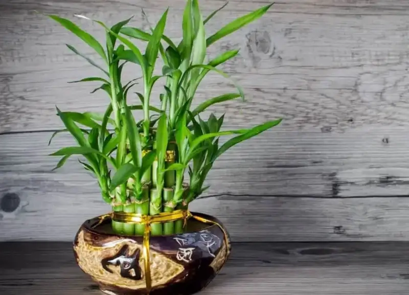 Cách trồng và chăm sóc cây phát lộc tại nhà