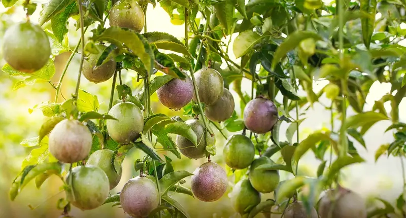 Thu hoạch và bảo quản quả chanh leo