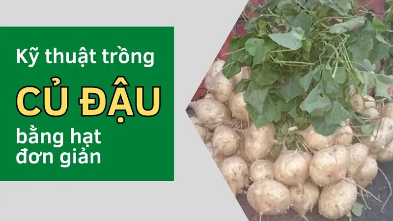 Lựa chọn giống và chuẩn bị đất trồng củ đậu
