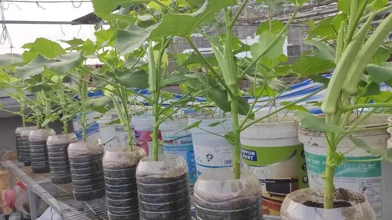 Chọn giống và chuẩn bị đất trồng đậu bắp