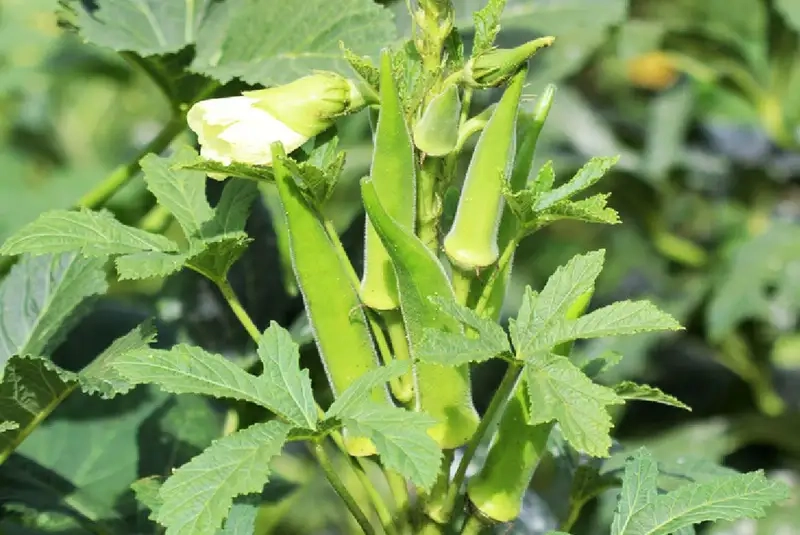 Thu hoạch và bảo quản đậu bắp tươi ngon