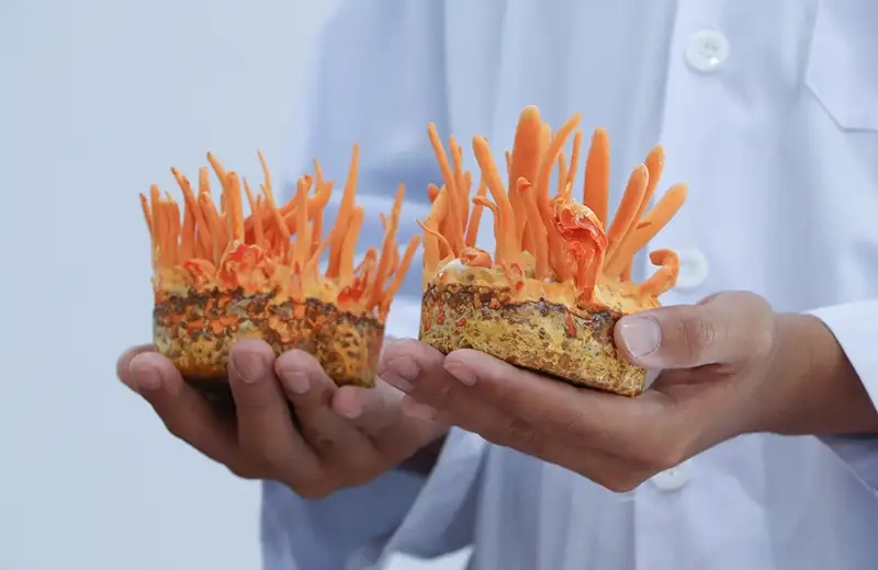 Quy trình ươm nấm và chăm sóc trong giai đoạn đầu