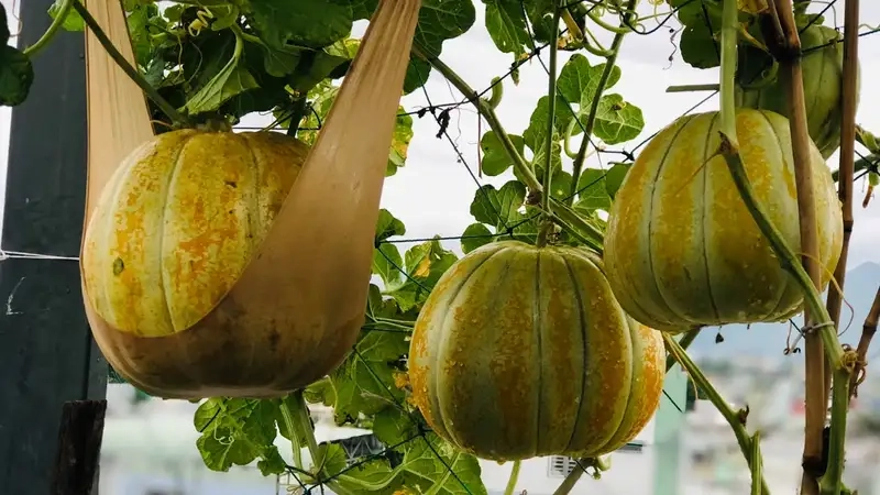 Gieo hạt và chăm sóc cây non