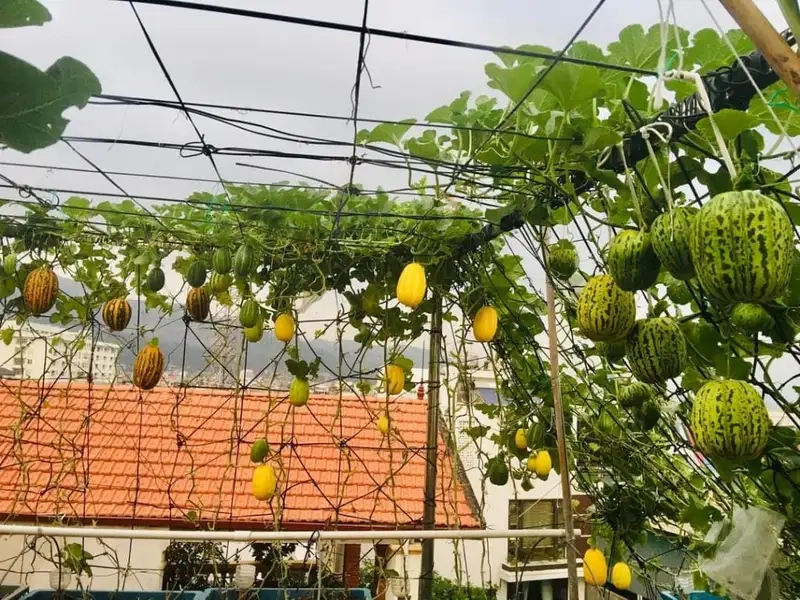 Kỹ thuật chăm sóc và thu hoạch cây dưa bở 