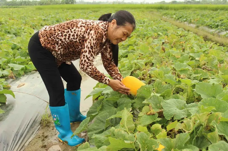 Kinh nghiệm để trồng dưa bở thành công