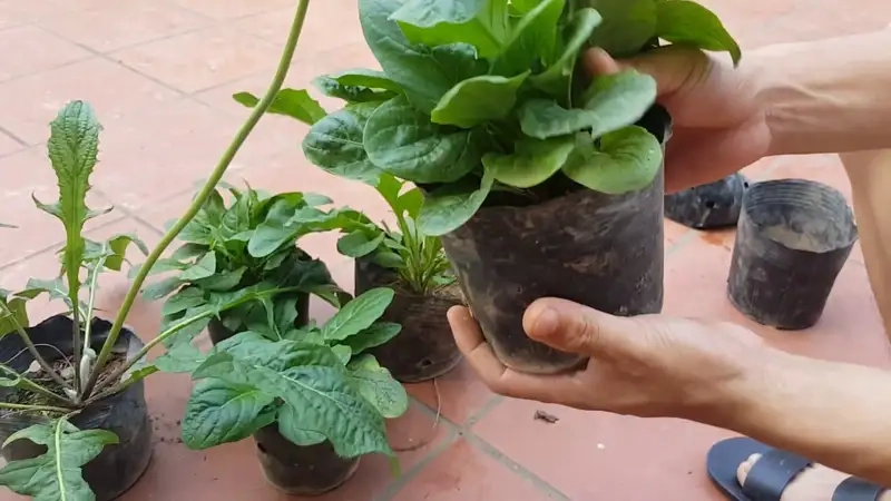 Chuẩn bị đất, hạt và dụng cụ trồng hoa đồng tiền