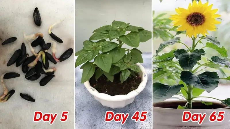 Chọn hạt giống và đất trồng để hoa hướng dương thích hợp