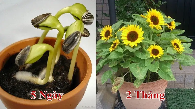 Thời vụ gieo hạt và kỹ thuật gieo hoa hướng dương chuẩn