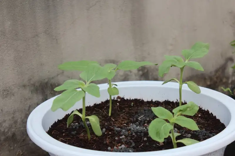 Chăm sóc, tưới nước và bón phân đúng cách cho hoa hướng dương 