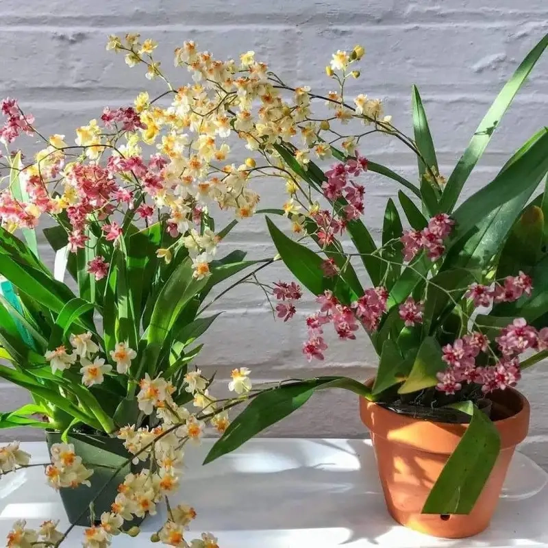 Kinh nghiệm chăm sóc để hoa lan vũ nữ bền lâu