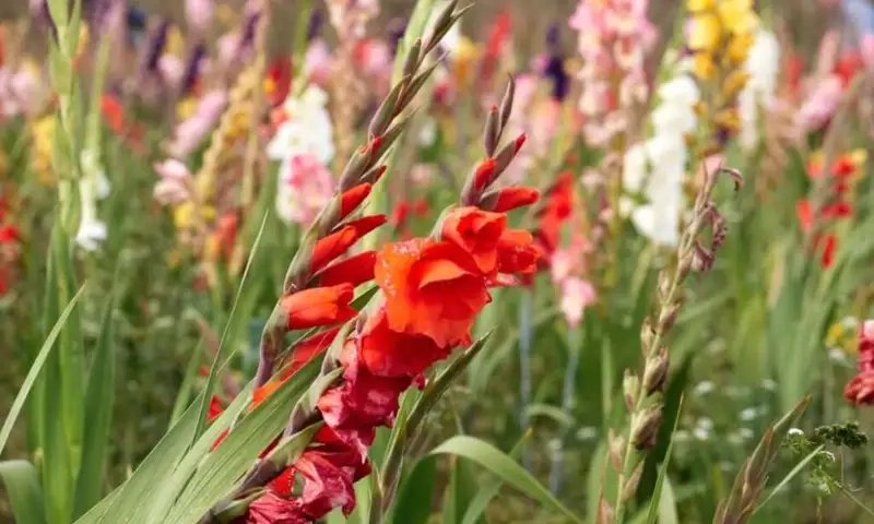 Kinh nghiệm trồng hoa lay ơn từ những người làm vườn lâu năm