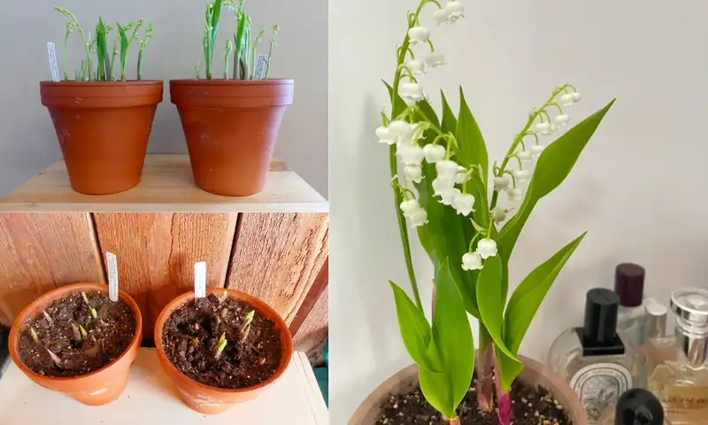 Chọn đất, chậu và giống hoa linh lan phù hợp