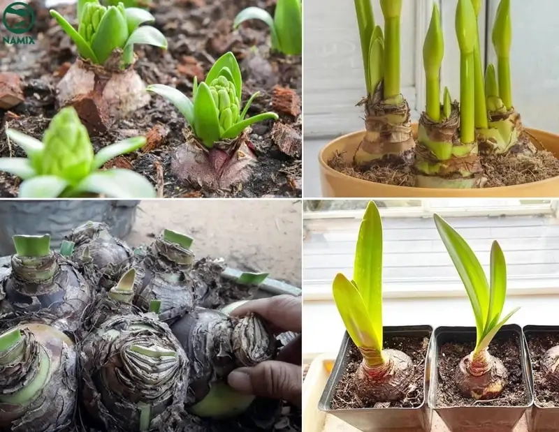 Chọn củ và chuẩn bị đất trồng hoa loa kèn
