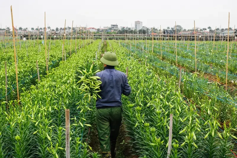 Kinh nghiệm trồng hoa loa kèn tại nhà hiệu quả