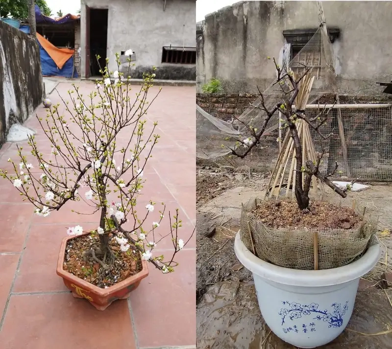 Kỹ thuật trồng và tưới nước đúng cách cho mai