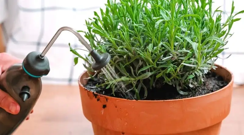 Chọn giống và đất trồng phù hợp cho hoa oải hương