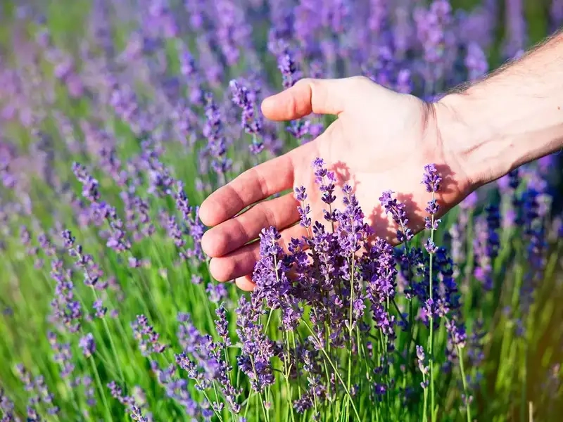 Chăm sóc và tưới nước cho hoa oải hương