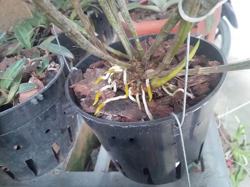 Cách trồng hoa phong lan đúng kỹ thuật cho người mới