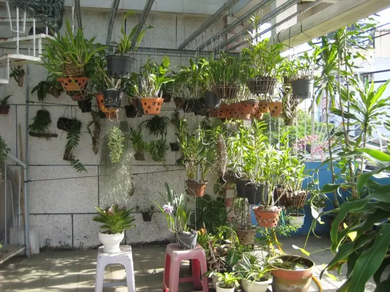 Ánh sáng, nhiệt độ và phòng bệnh khi trồng hoa phong lan 