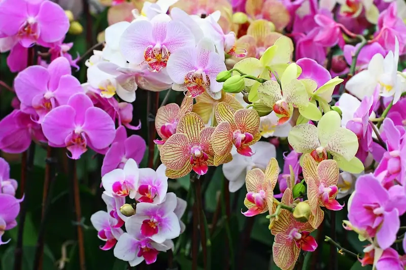 Kinh nghiệm trồng hoa phong lan từ người chơi lâu năm