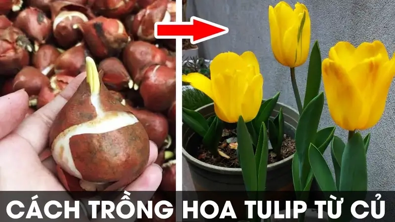 Chọn củ hoa tulip và đất trồng phù hợp