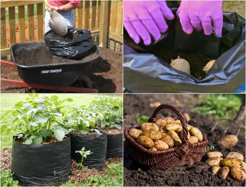 Chuẩn bị đất và chọn giống khoai tây phù hợp