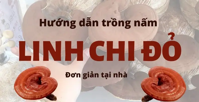 Chuẩn bị nguyên liệu và môi trường trồng nấm linh chi