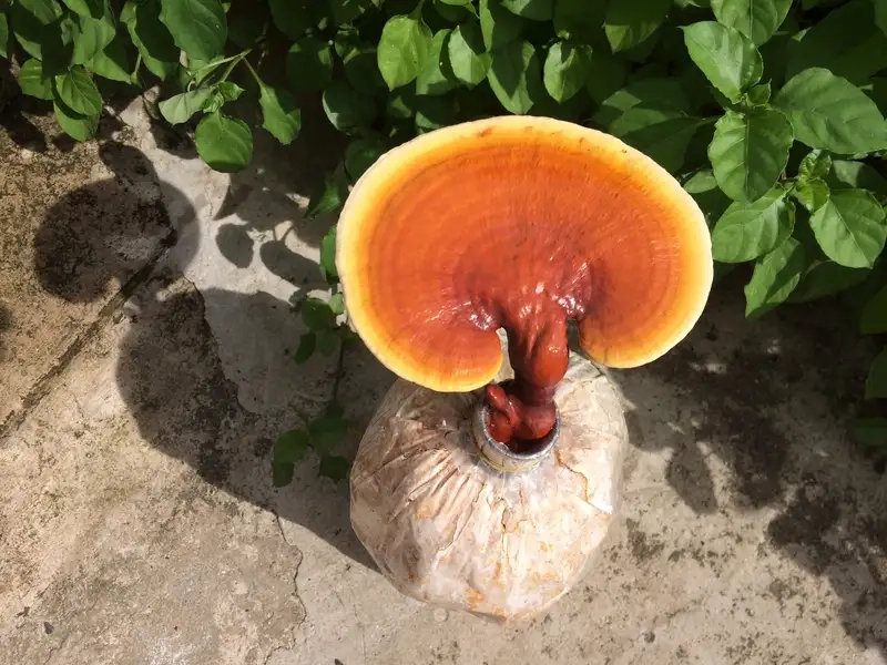 Quy trình trồng nấm linh chi từng bước