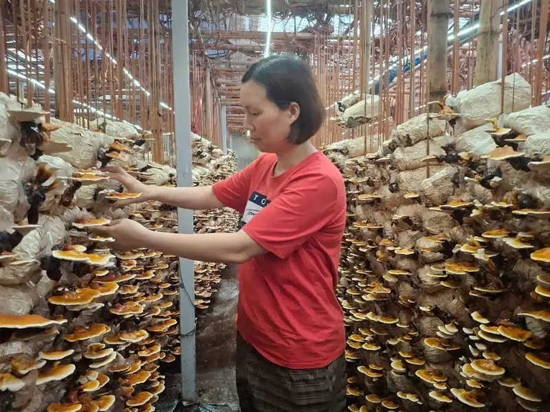 Kinh nghiệm giúp trồng nấm linh chi thành công