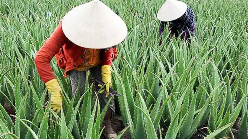 Phòng trừ sâu bệnh và thu hoạch
