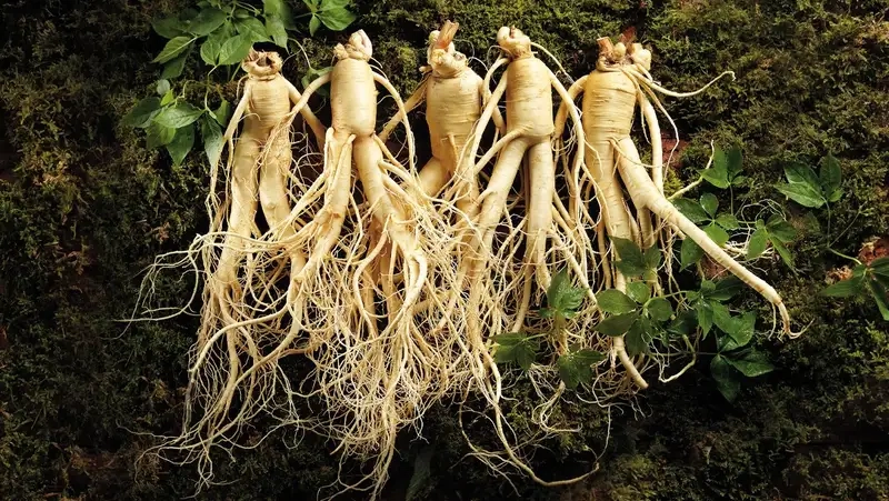 Kinh nghiệm trồng nhân sâm từ người đi trước