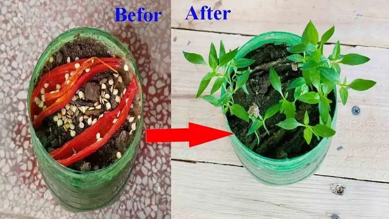 Lựa chọn giống ớt và chuẩn bị đất trồng