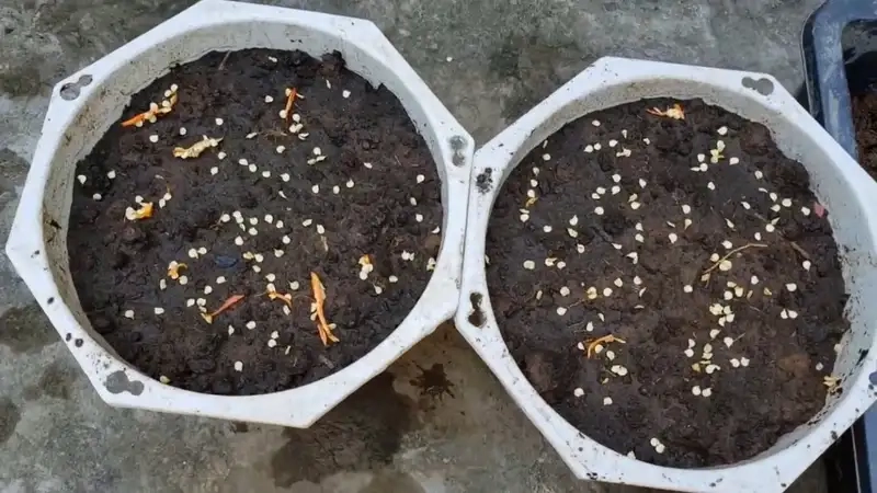 Gieo hạt và chăm sóc cây con