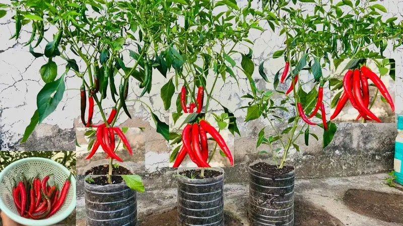 Kỹ thuật chăm sóc ớt khi ra hoa và kết trái