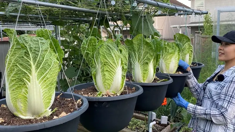 Chọn giống và chuẩn bị đất trồng cải thảo