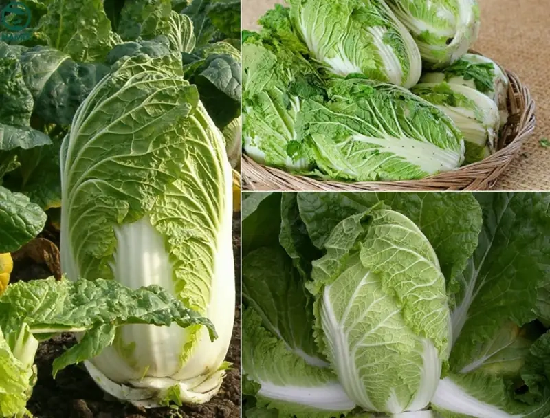 Gieo hạt và chăm sóc cây con đúng kỹ thuật