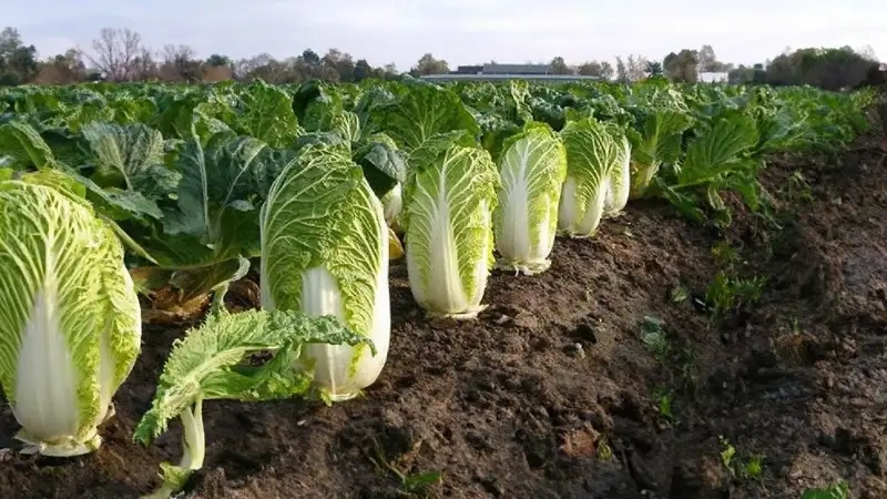 Thu hoạch và bảo quản rau cải thảo tươi ngon