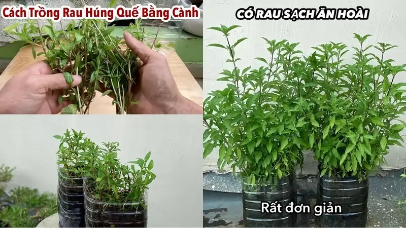 Chuẩn bị đất và chọn giống rau húng chó phù hợp