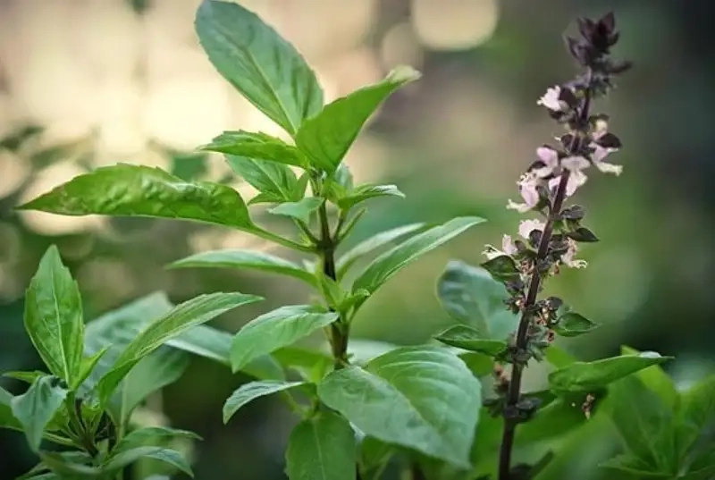 Thu hoạch và bảo quản rau húng chó tươi ngon