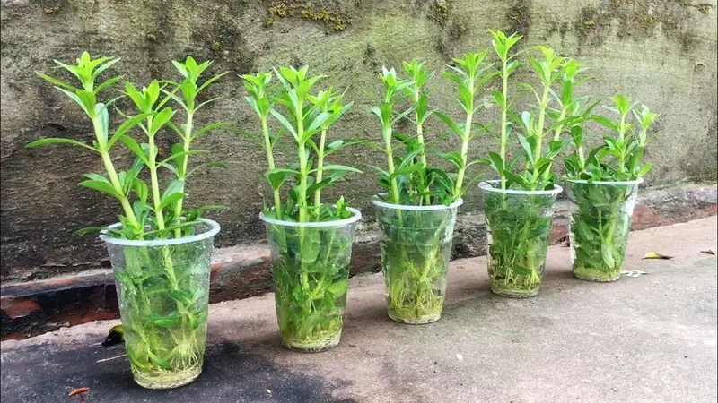 Gieo hạt và kỹ thuật chăm sóc ban đầu