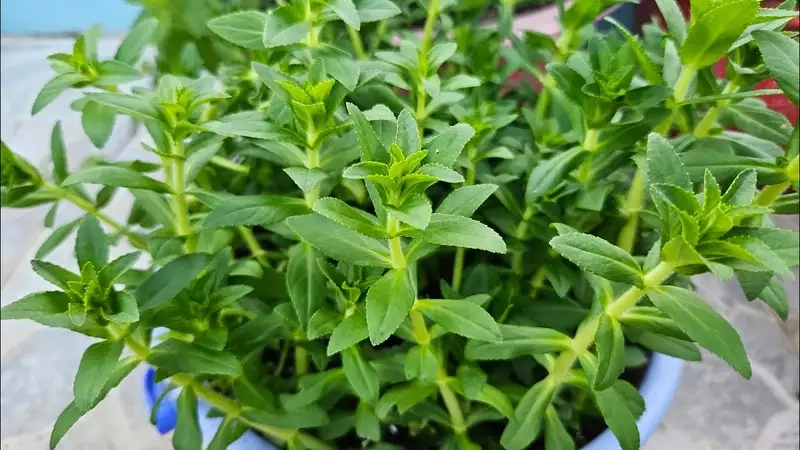 Chăm sóc định kỳ và phòng trừ sâu bệnh