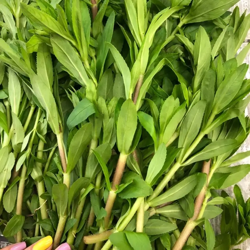 Kinh nghiệm rút ra từ việc trồng rau ngổ tại nhà