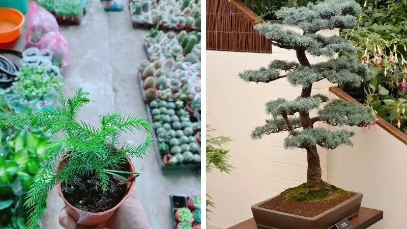 Đôi nét về cây bách xanh