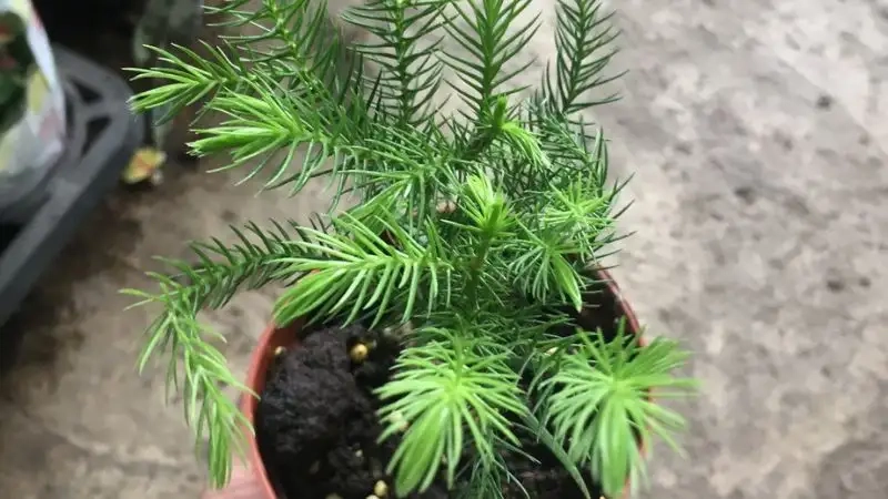 Khám phá hình ảnh cây bách xanh đẹp tự nhiên và độc đáo