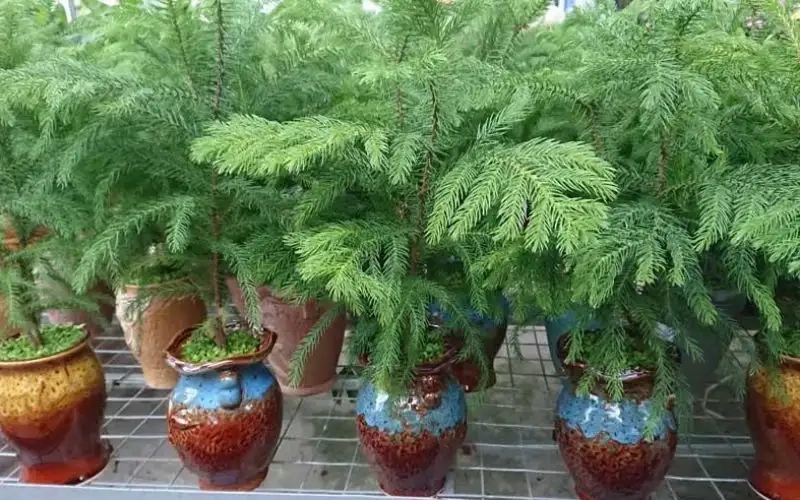 Chiêm ngưỡng lá cây bách xanh xanh mướt và tươi mới