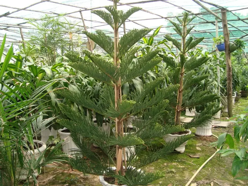 Trải nghiệm cây bách xanh tuyệt đẹp cho không gian xanh