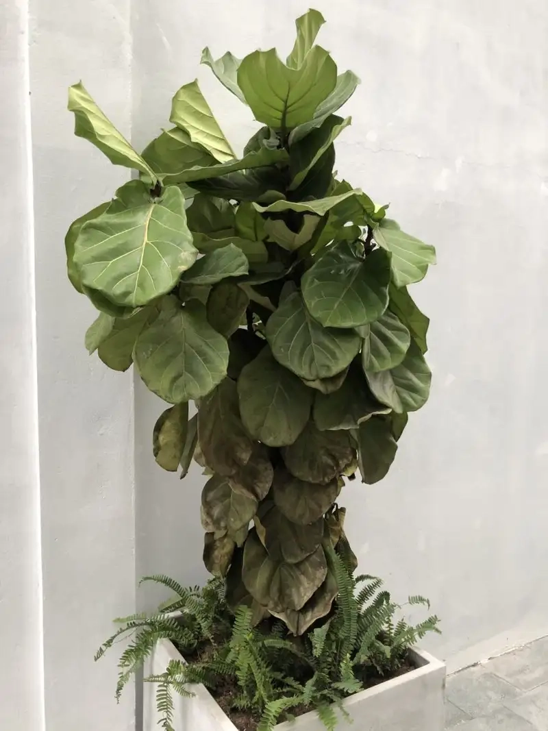 Trang trí góc sân vườn với cây bàng cảnh đẹp mắt